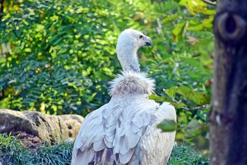 Gyps Himalayensis Vulture White Grey Portrait