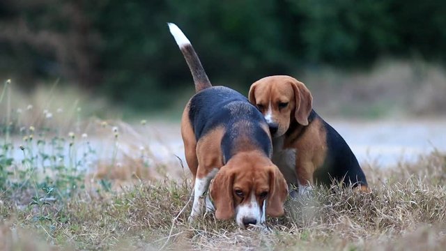 A cute beagle couple relaxing in the grass field.