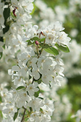 Naklejka premium Garden of Eden with flowers - closeup.