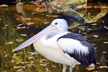 Pelecanus Conspicillatus Pelican in Water 