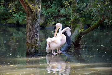 Pelecanus Onocrotalus White Pelican Couple Portrait in Water