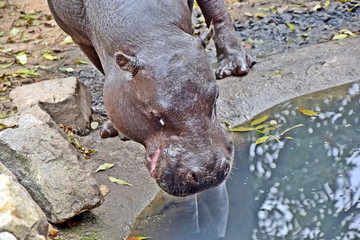 Choeropsis Liberiensis Small Hippopotamus 