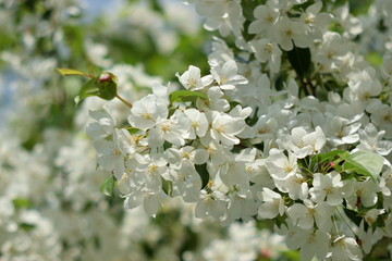 Naklejka premium Garden of Eden with flowers - closeup.