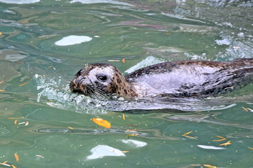 Phoca vitulina vitulina Seal Swimming in Water Looking Happy Playing