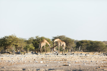 Fototapeta na wymiar Giraffe family