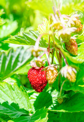 strawberry berries contour light