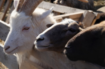 Fototapeta premium Portrait of a goat and sheep close-up.Farm Pets.