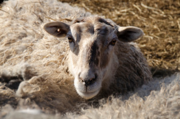 Fototapeta premium Sheep close up. Farm Pets.