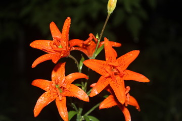 lily on black background