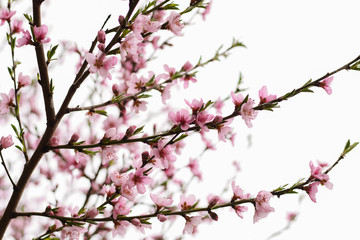 spring blossoms tree