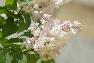 Garden of Eden with flowers - closeup.