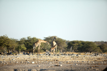 Fototapeta na wymiar Giraffe family