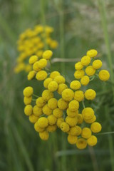 field of yellow flowers