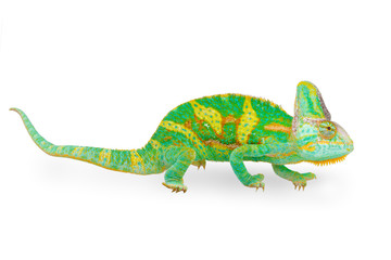 close view of a beautiful  green colorful  chamaeleo calyptratus looking forward. Species also called veiled, cone-head or yemen chameleon.