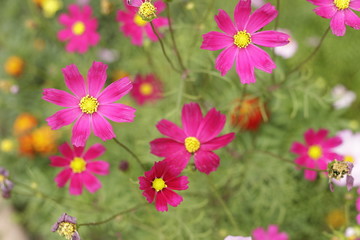pink flowers in the garden
