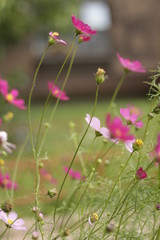 field of pink flowers