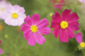 Obraz premium pink flowers in the garden