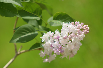 Garden of Eden with flowers - closeup.