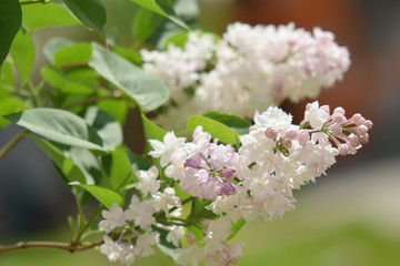 Garden of Eden with flowers - closeup.