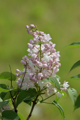 Garden of Eden with flowers - closeup.