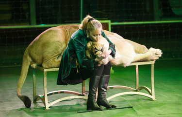 performance of a trainer of lions in a circus.