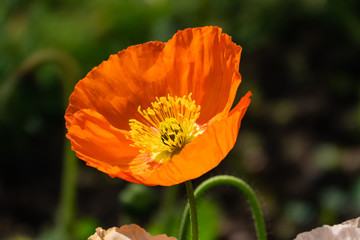 Orange Alpine Poppy Flower in Bloom in Winter