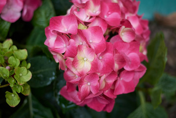 Hydrangea dark pink flowers