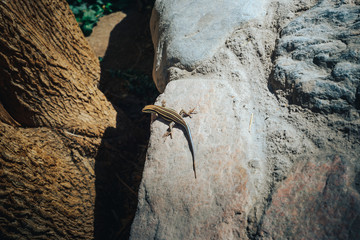 little lizard basking on the hot rocks.