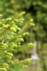 abstraction - the beginning of life