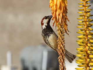 sparrow eating aloe