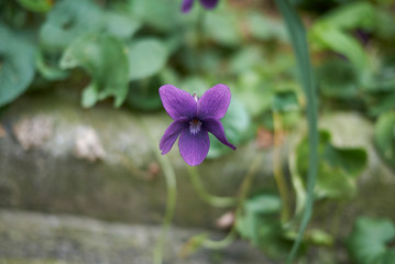 Viola odorata flower