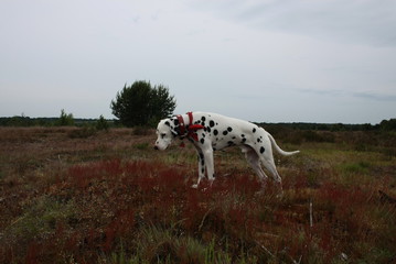 lüneburger heide