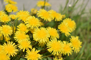 Obraz premium Garden of Eden with flowers - closeup.