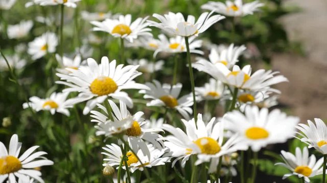 Beautiful daisies bloom in summer on field. Phytotherapy. environmentally friendly medicinal herbs. Flower business concept. close-up. white daisy flowers shakes wind in summer field.