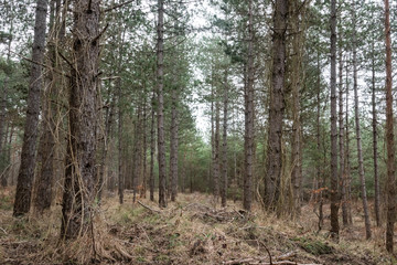 Pine Forest in France in Winter