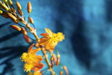 Beautiful Bulbine flowers on blue background
