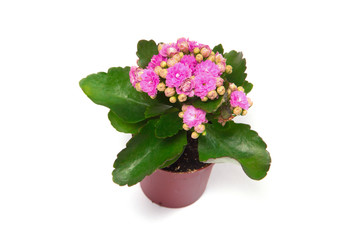 Beautiful pink potted flowers on isolated white background.