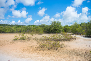 Fototapeta na wymiar Mangroove area in the countryside of Itamaraca Island, Brazil
