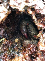 crab on the beach