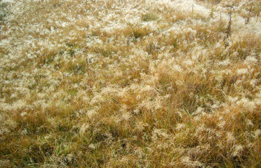 Fall grass with dew drops