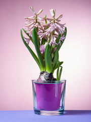 Hyacinth floating in the air with roots.