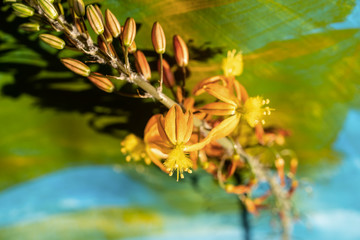 Bulbine frutescens flowers on blue-green background