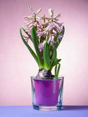 Hyacinth floating in the air with roots.