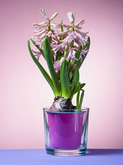 Hyacinth floating in the air with roots.