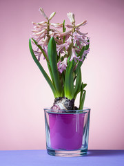 Hyacinth floating in the air with roots.