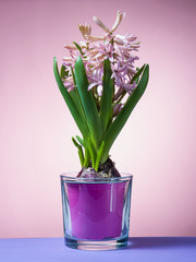 Hyacinth floating in the air with roots.
