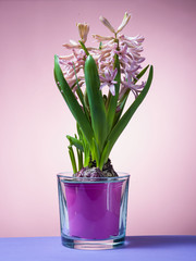Hyacinth floating in the air with roots.