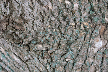Old wooden texture for background in rustic style. Free space for text. Bark of aged tree.