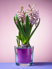 Hyacinth floating in the air with roots.
