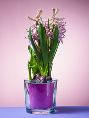 Hyacinth floating in the air with roots.